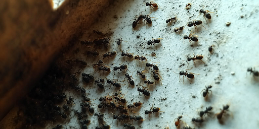 Les Fourmis Charpentières : Comment Les Identifier et Protéger Votre Maison