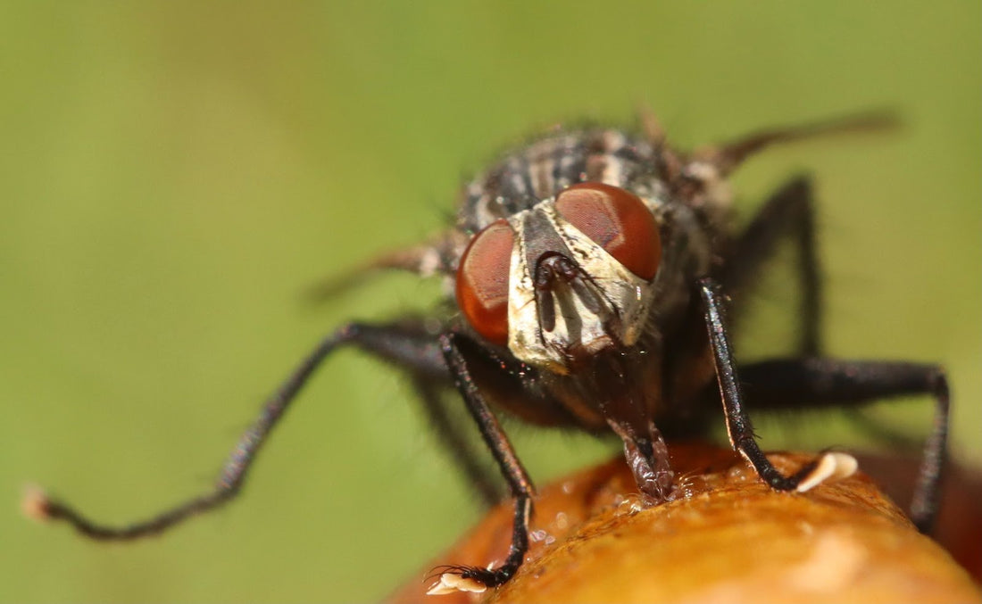 Comment se débarrasser des mouches à fruits?