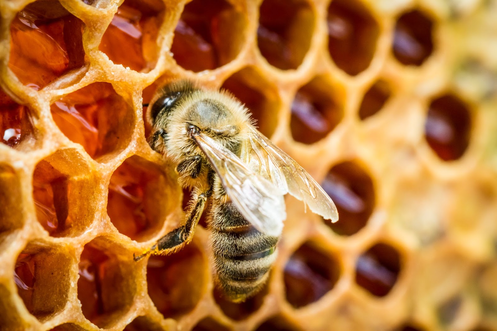 Des abeilles pullulent sur un nid d'abeille, images macro extrêmes. Insectes  travaillant dans une ruche en bois, collectant, Vidéos - Envato Elements