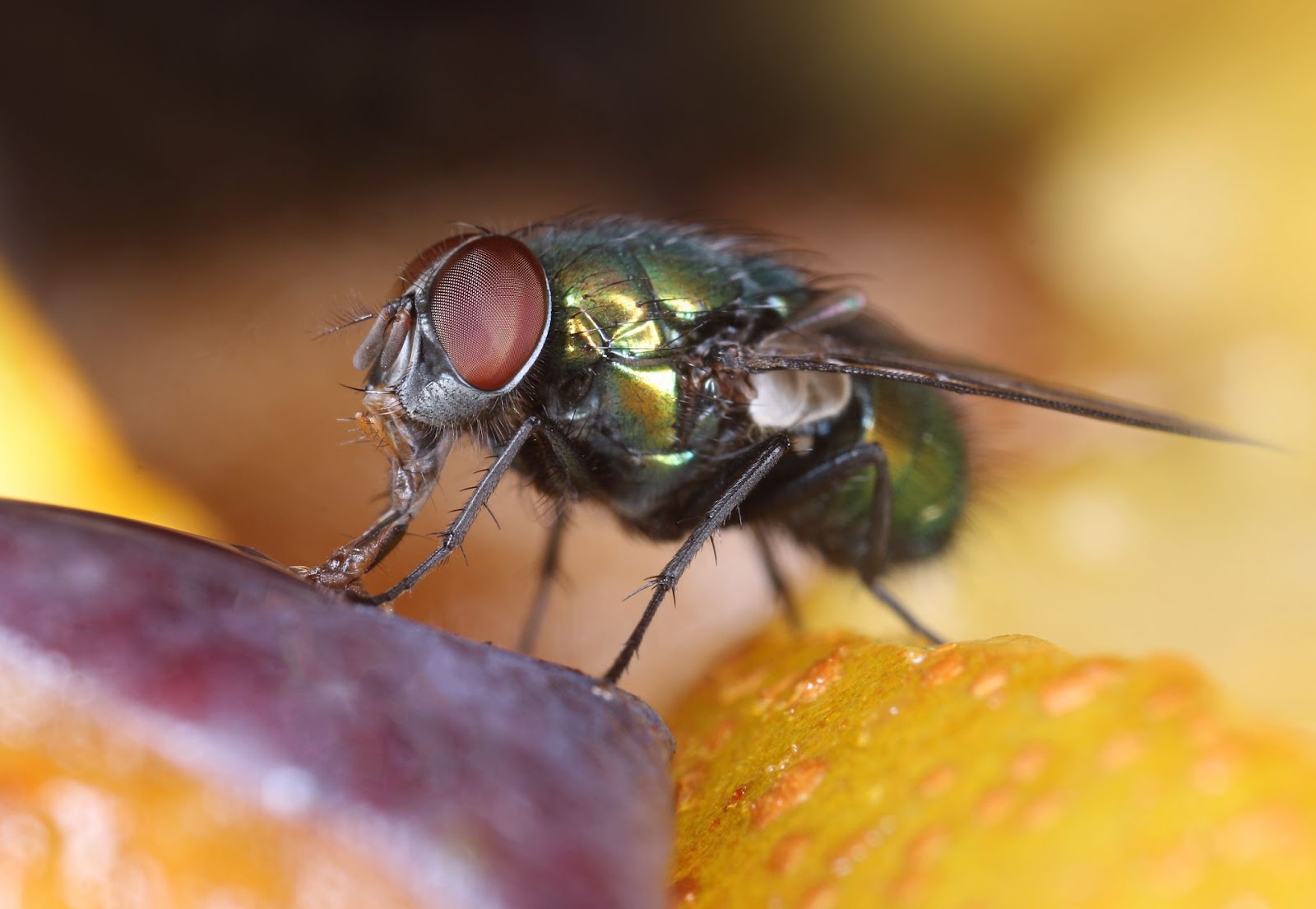 Comment tuer les mouches à fruit, selon un scientifique