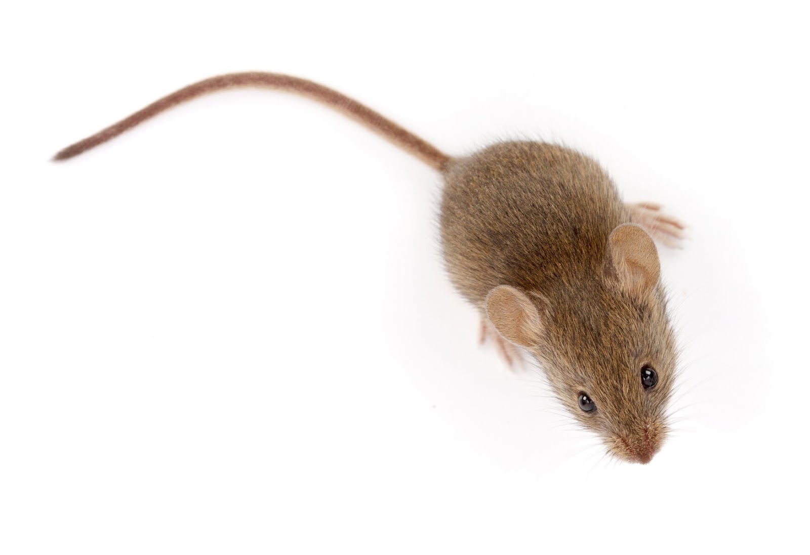 Choisir sa souris : les critères à connaître pour éviter les pièges