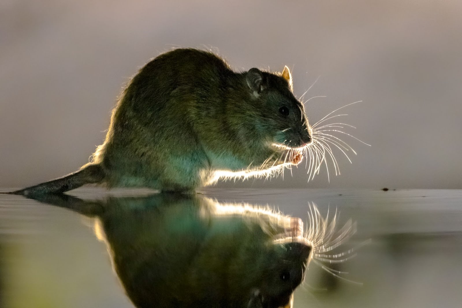 Combien coûte un exterminateur de souris au Québec?