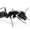 Comment se débarrasser des fourmis charpentières