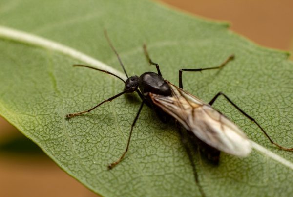 A quoi ressemble une fourmi charpentiere